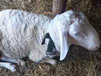 Խոյ, Awassi sheep — լուսանկար 2
