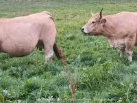 Կով, Aubrac cattle — լուսանկար 2