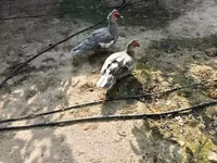 Ducks — फ़ोटो 3