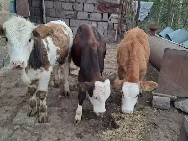 Ցուլ, Simmental cattle