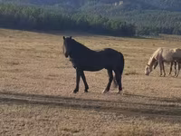 Caballo, New Altai Horse — foto 1