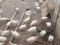Chickens — photo 2