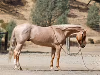 حصان, Quarter Horse — الصورة 6