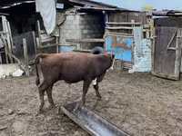 Bull, Hereford — photo 2