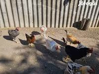Chickens — Foto 3