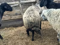 Խոյ, Karakul sheep — լուսանկար 2