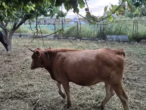 Կով, Խոշոր եղջերավոր
