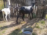 Էգ այծ, Այծեր — լուսանկար 3