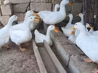 Deutscher Pekin — Foto 3