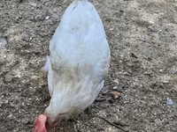 Chickens — الصورة 2