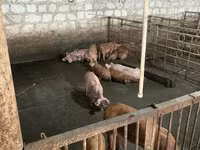 मादा सूअर, Дюрок — फ़ोटो 2