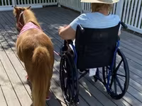 母马, Miniature horse — 照片 5