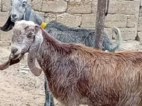 Cabra, Damask goat — foto 2