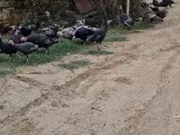 Turkeys — լուսանկար 6