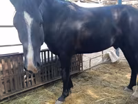 Cavalo, Friesian sport horse — foto 2