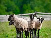 Խոյ, Romanov sheep — լուսանկար 2