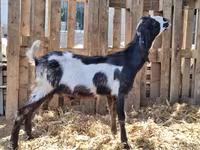 Արու այծ, Kamori goats — լուսանկար 1