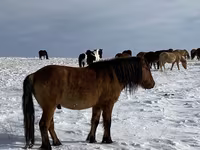 Hengst, Mugalzhar horse — Foto 8