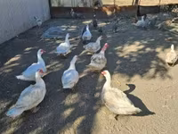 Domestic Muscovy — photo 1