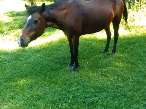 Stute, Pferde