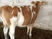 Vaca, Simmental cattle — foto 6