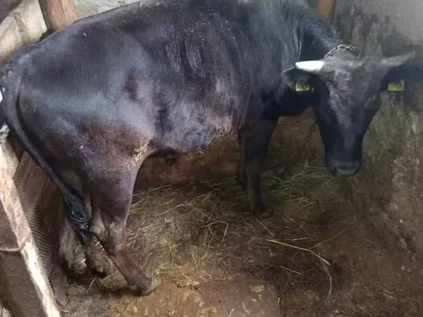 Ցուլ, Խոշոր եղջերավոր — Հայաստան