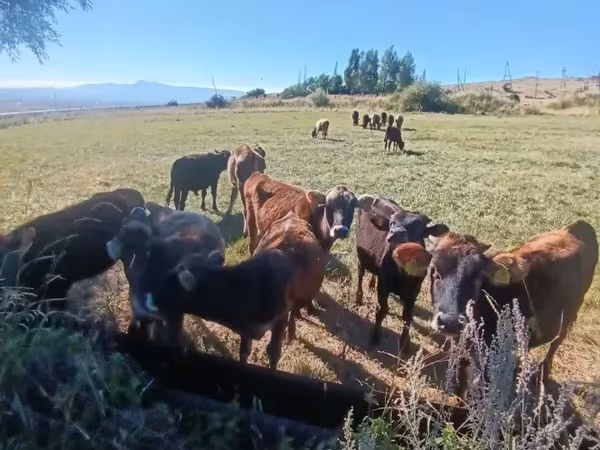 Bull, Cattle — Armenia