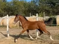 公马, Dutch warmblood horse — 照片 2