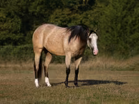 Stute, Quarter Horse — Foto 2