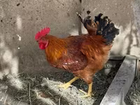 Chickens — foto 3