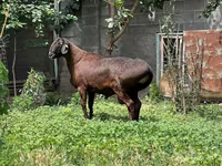 公羊, Sheep — 照片 2