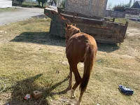 公马, Chilean horse — 照片 3