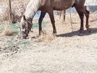 马匹（批次，未指定性别）, Horses — 照片 3