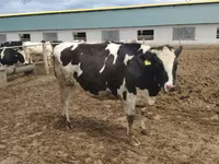 Կով, Russian Black pied cattle — լուսանկար 5