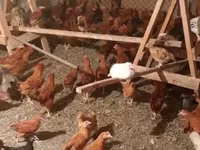 Chickens — լուսանկար 3