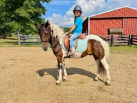 公马, Pinto horses — 照片 4