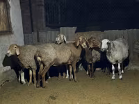 Schaf, Arashan sheep — Foto 3