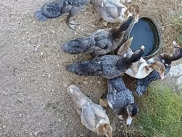 Ducks