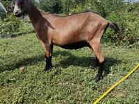 Էգ այծ, Alpine goat — լուսանկար 2