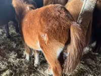Hengst, Mugalzhar horse — Foto 3