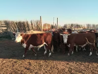 Ցուլ, Simmental cattle — լուսանկար 1