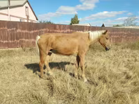 Mare, Horses — photo 1