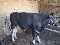 Ցուլ, Խոշոր եղջերավոր — լուսանկար 7