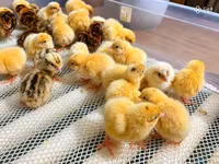 Quails — photo 2