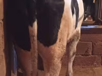 بقرة, Russian Black pied cattle — الصورة 2