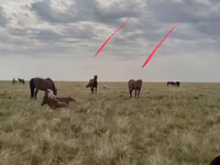 Էգ ձի, Horse breed — լուսանկար 1