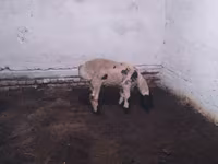 Widder, Suffolk sheep — Foto 2