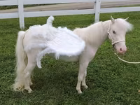 Էգ ձի, Miniature horse — լուսանկար 1
