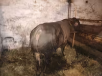 Bulle, Charolais cattle — Foto 5