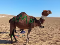 Ուղտ, Arvana camel — լուսանկար 2
